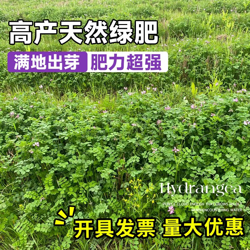 紫云英草种籽四季牧草绿化红花草水草