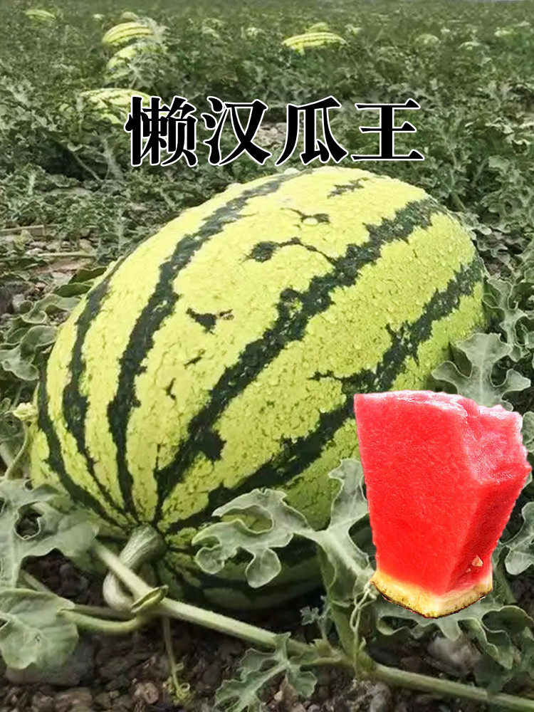 懒汉瓜王西瓜种子巨型无籽麒麟美都甜王种籽春季四季水果蔬菜种孑