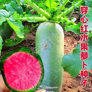 穿心红水果萝卜种子籽生吃脆甜青皮红瓤红心萝卜种子四季春夏秋播
