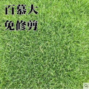 矮生百慕大草籽四季常青耐践踏绿化耐寒旱免修剪草皮草籽草坪种子