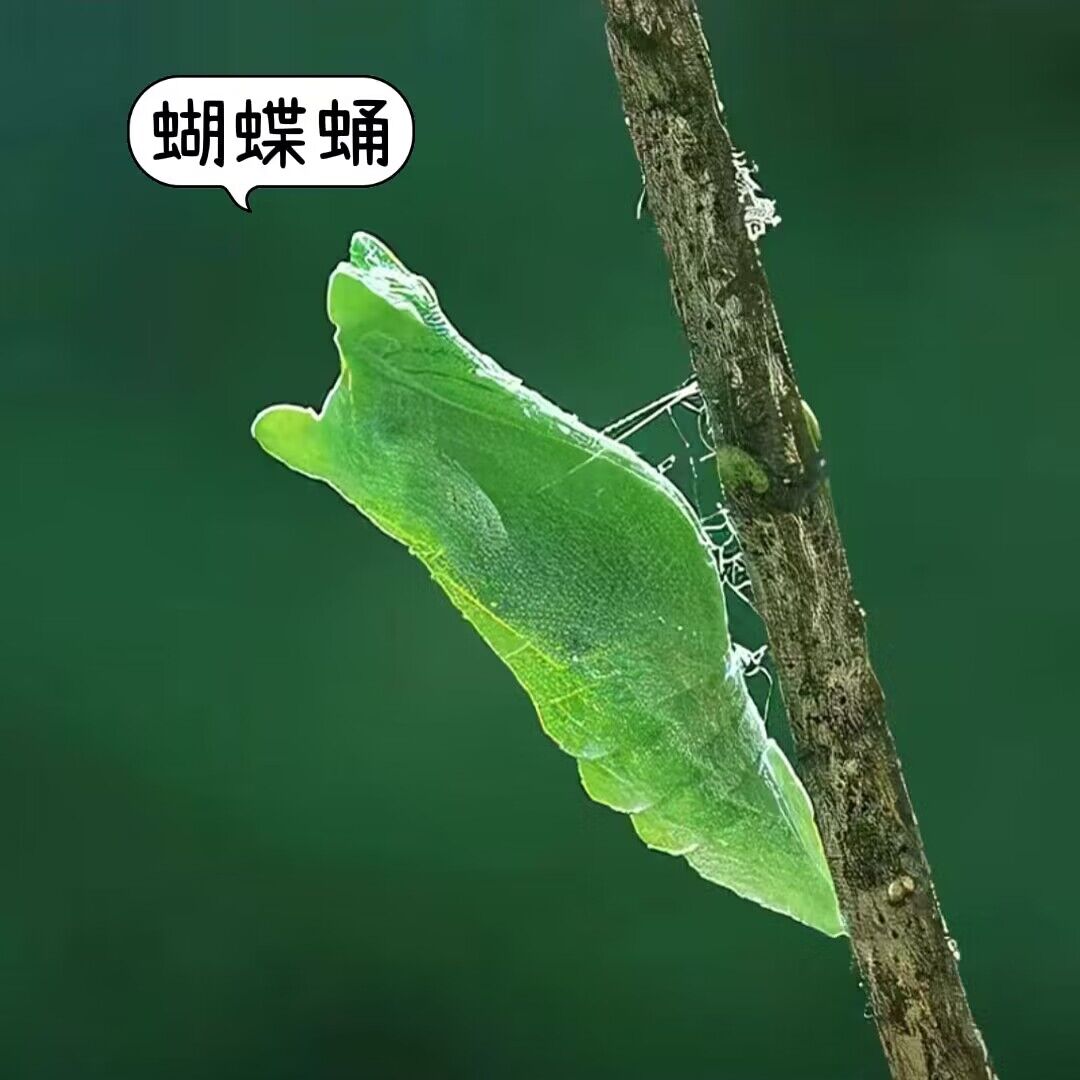 蝴蝶蛹柑橘凤蝶可孵化可变蝴蝶