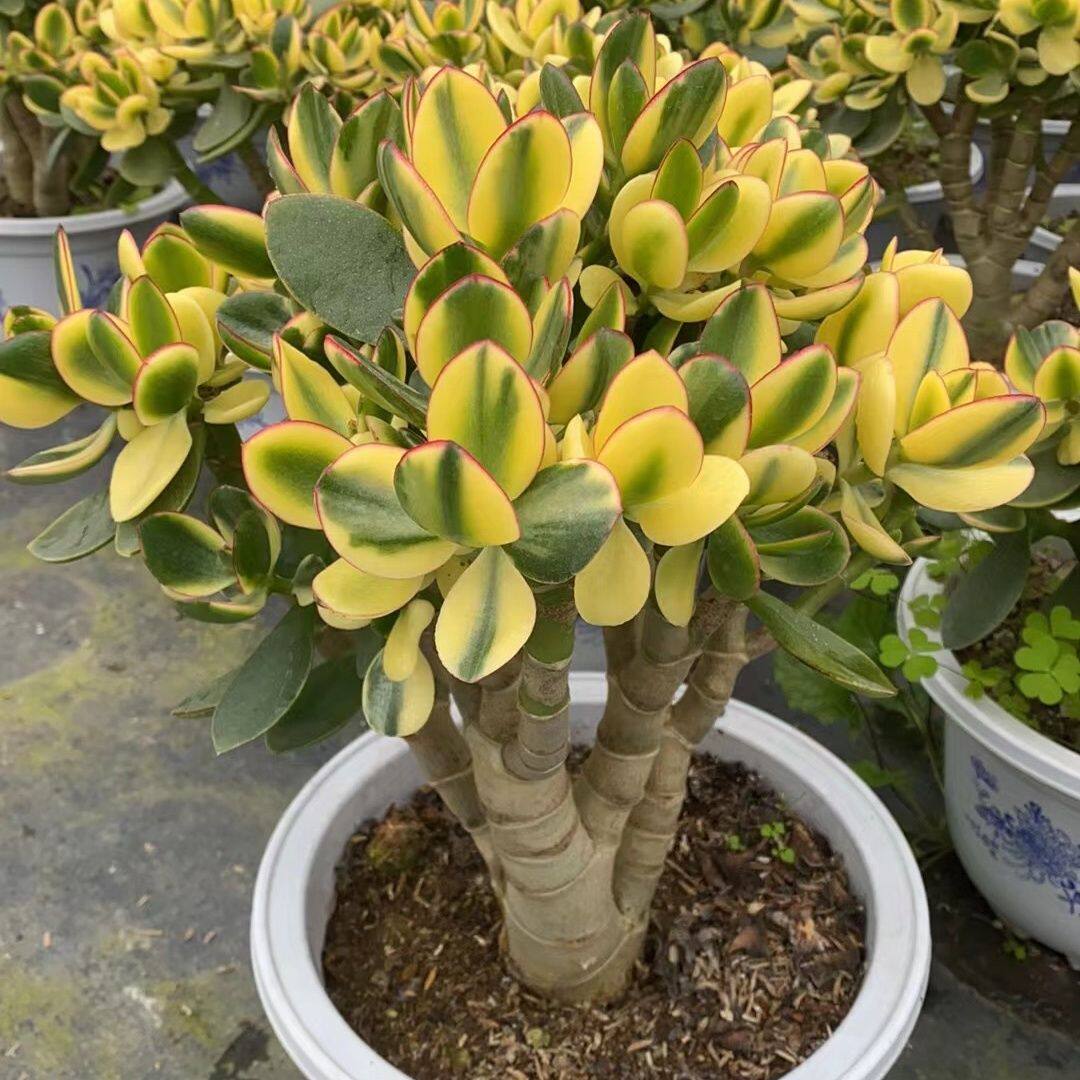 新花月锦老桩玉树多肉植物落日之燕室内好养花卉盆栽玉树独杆