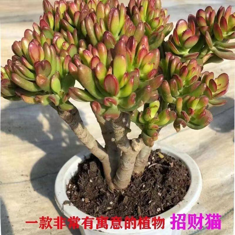 爆款招财猫名贵花玉树懒人老