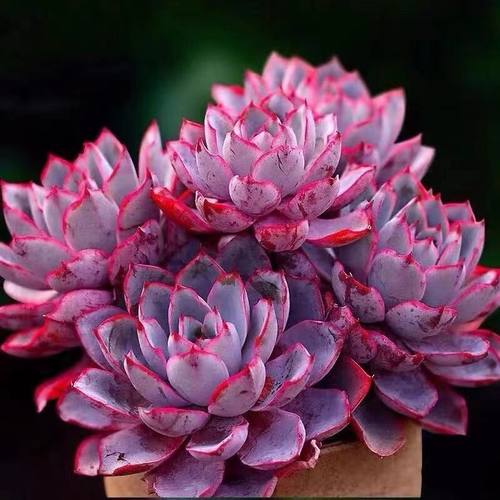 群生精品赫拉多肉植物 稀缺贵货紫色多肉 盆栽好养绿植花卉