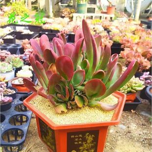 火狐狸多肉植物老桩稀有多肉办公室桌面巨大多肉贵货绿植花卉盆栽