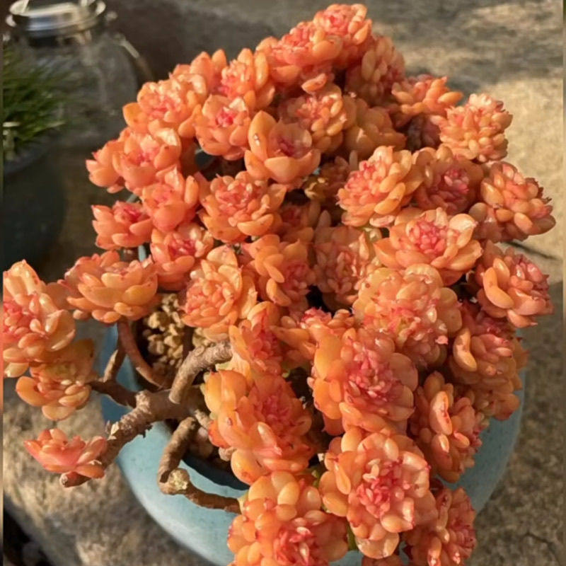 云南花卉高级精品多肉植物蜡牡丹老桩庭院阳台美观防辐射盆栽绿植