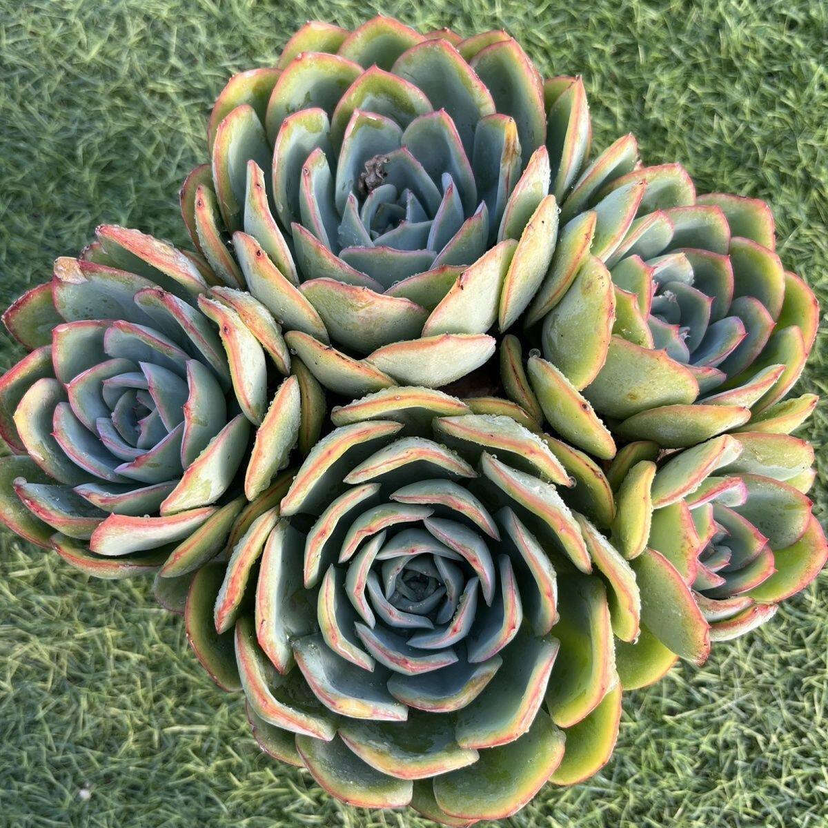 晨露莲花座多肉植物露养老桩室内阳台好养肉肉花卉绿植盆栽盆景