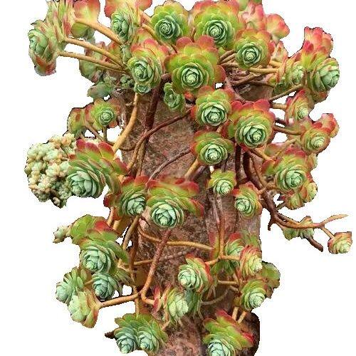 薄化妆老桩多头造型多肉植物阳台好养盆栽绿植办公室新手室内花卉