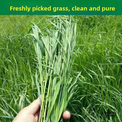 新鲜南提现割提摩西鲜草半斤 比提草干草好荷兰猪豚鼠兔子猫提草