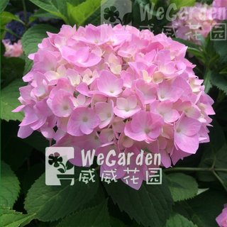 盆栽园艺绣球花苗花园植物无尽夏新娘梦幻蓝圆锥绣球石灰灯