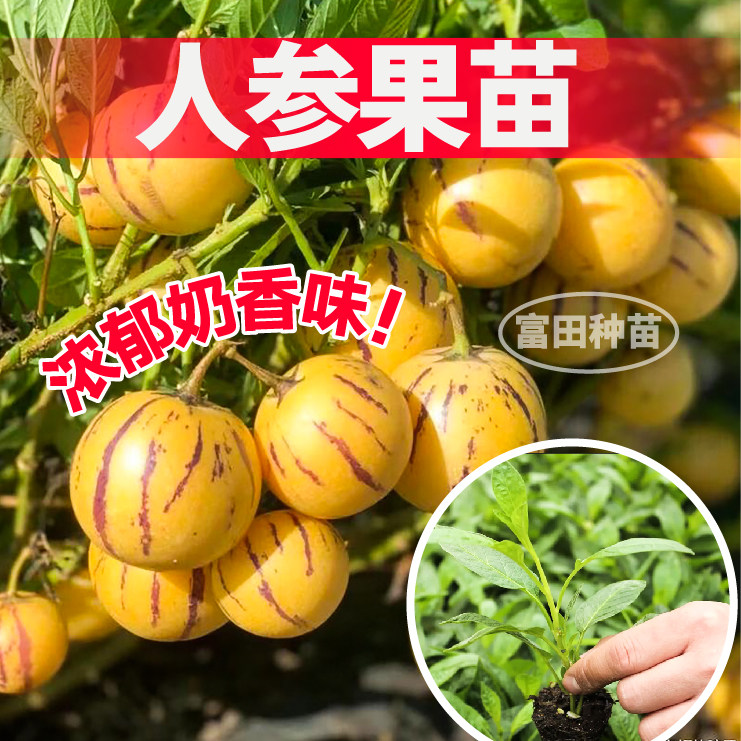 爆甜人参果苗秧苗穴盘盆栽人生果长寿果苗四季南北方种植苗场直发