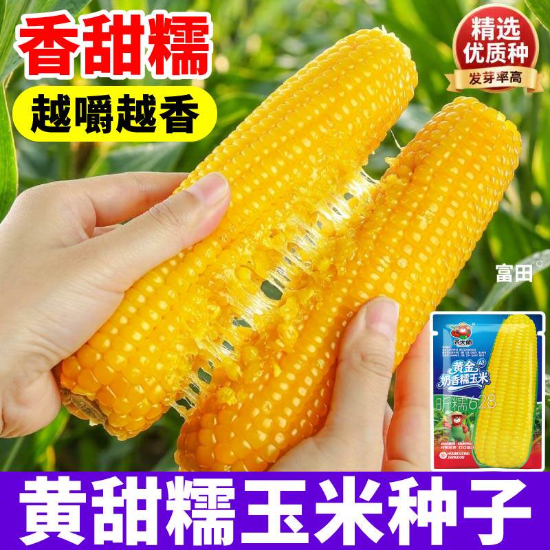 正宗黄甜糯玉米种子软糯香甜黏棒子种籽白彩黑水果玉米种子大全