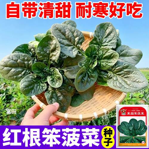 正宗红根笨菠菜种子菠菜大叶矮脚红根越冬耐寒趴地菠菜种子