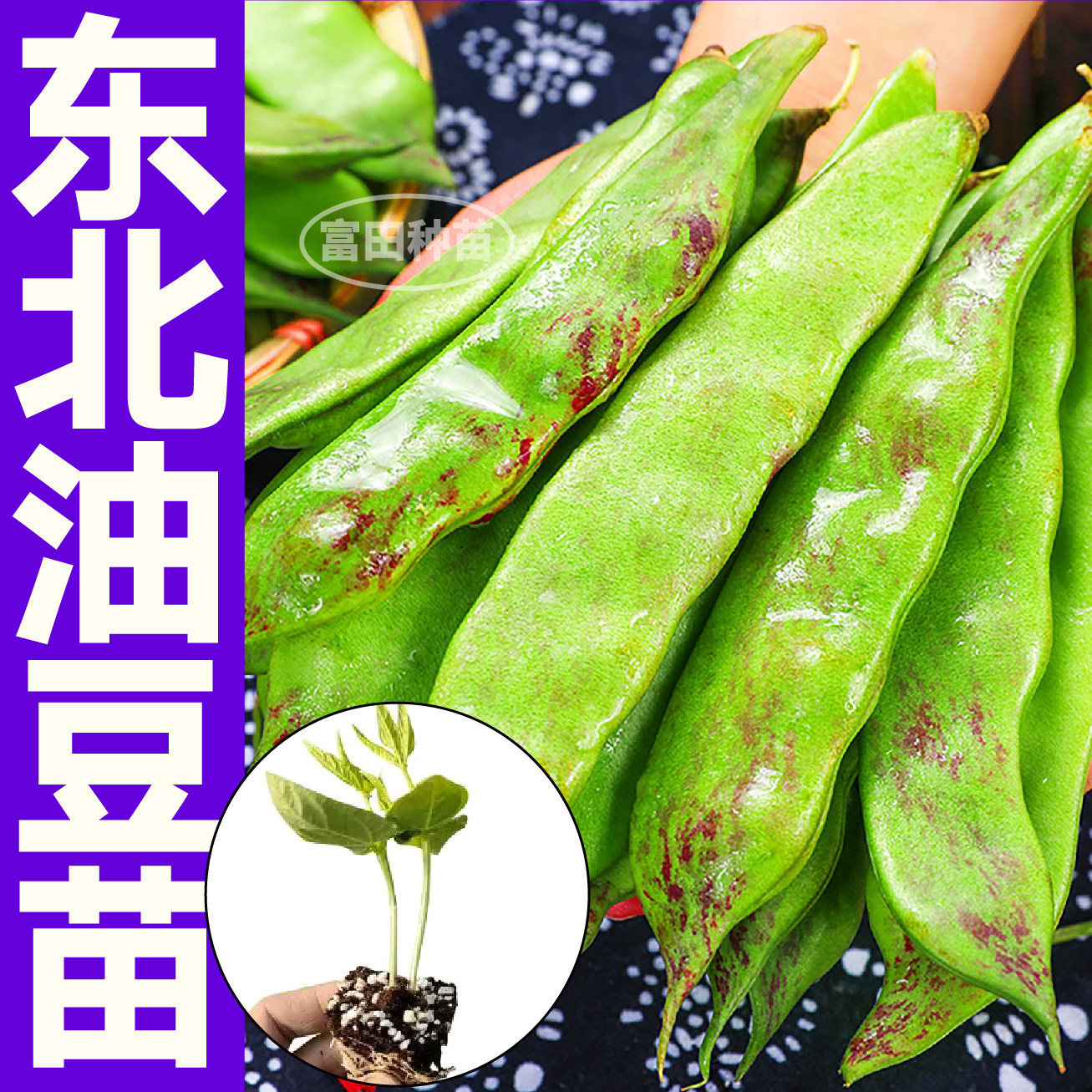 正宗东北油豆角秧苗一点红扁豆角种子四季高产无筋阳台小院蔬菜苗