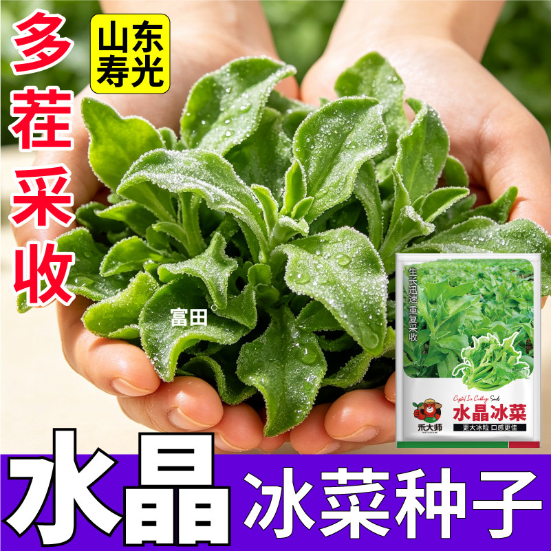 水晶冰菜种子新种耐寒速生大冰粒脆嫩好吃绿色天然冰草种子籽地栽