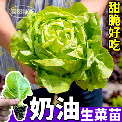 高产奶油生菜苗秧脆嫩爽口苗意大利红皱大速各种生菜种子四季阳台