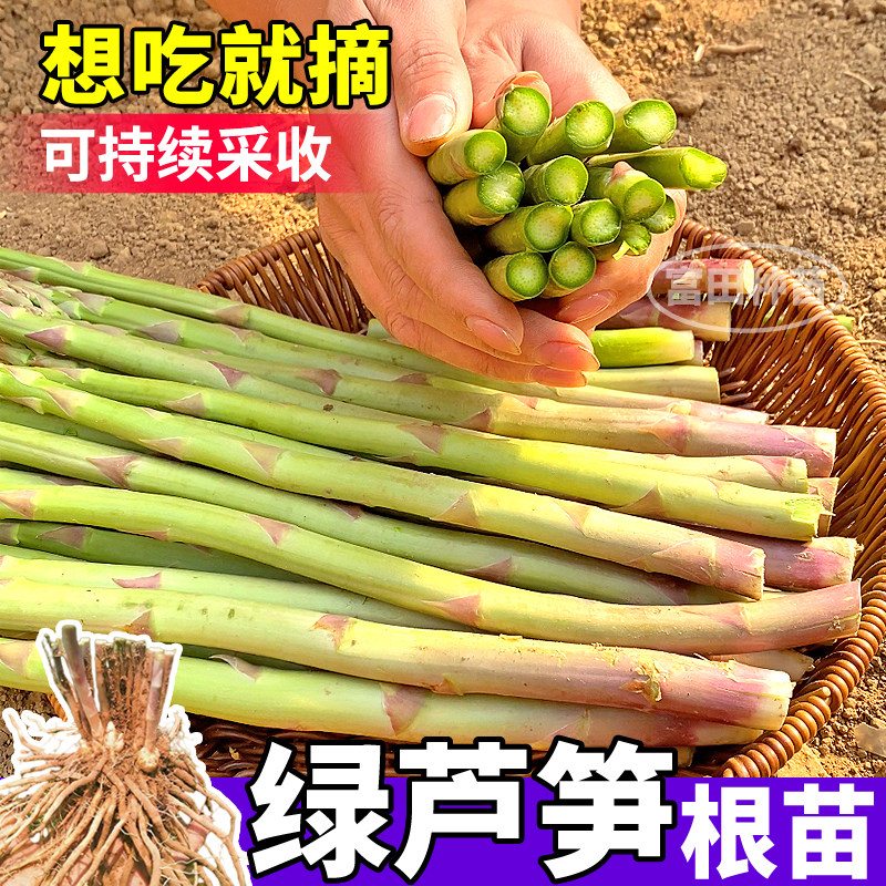 绿芦笋根苗多年生长阳台蔬菜四季种植芦笋苗带芽盆栽现挖现发