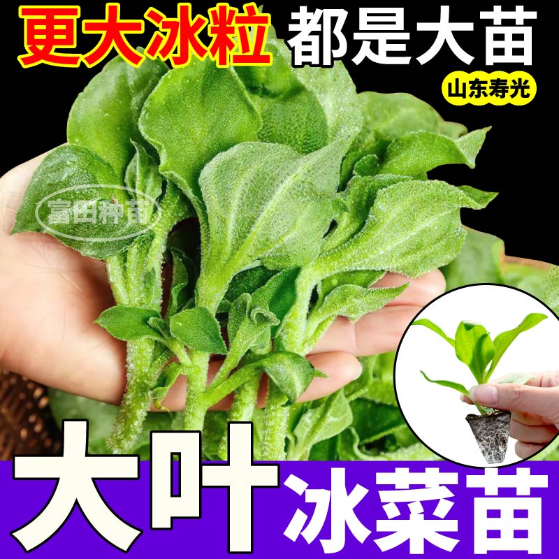 寿光冰菜苗秧四季水晶冰菜苗带土球正宗大叶冰菜冰草种子高产盆栽