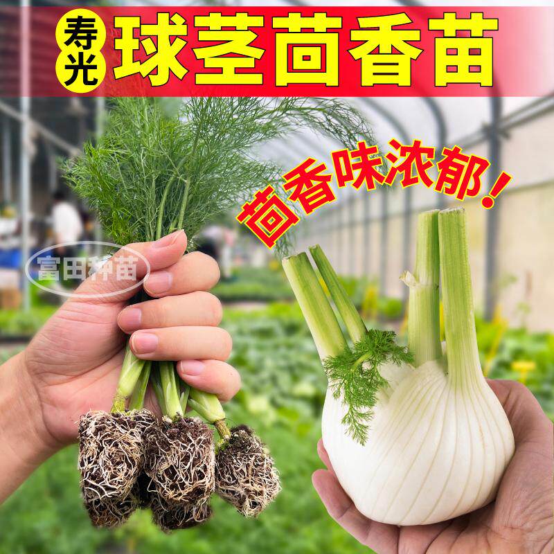 寿光多茬采收球茎茴香苗秧高产割茬茴香种子四季速生盆栽地栽蔬菜