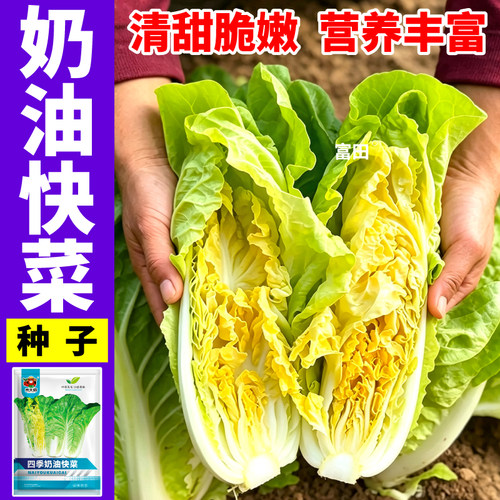 脆嫩奶油快菜种子耐热高产速生春秋播种当季新种快菜种子寿光直发