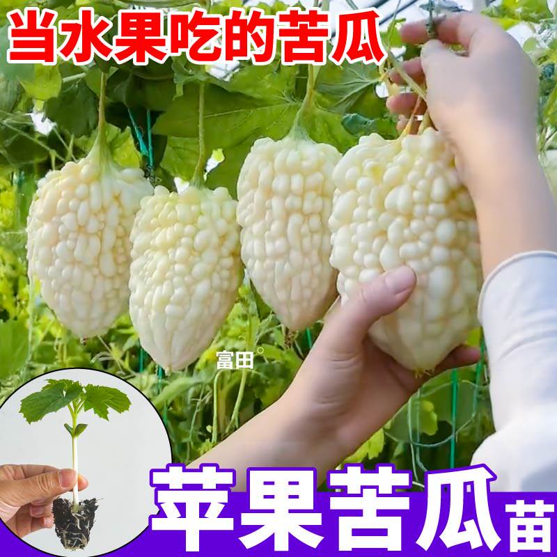 正宗白苹果苦瓜苗秧四季高产生吃春季南北方阳台庭院盆栽地栽可种