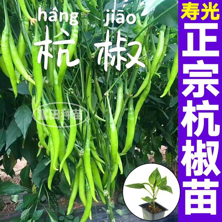 山东寿光正宗杭椒苗秧脆香高产杭椒七号种子香辣四季盆栽小院大田,鲜花速递/花卉仿真/绿植园艺,种苗/半成品盆栽,淘宝优惠券,粉丝福利购,淘宝优惠卷