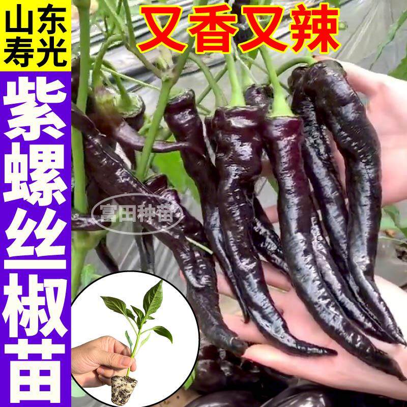 高产紫螺丝椒苗秧香辣紫黑美人螺丝椒辣椒种子四季阳台种植朝天椒