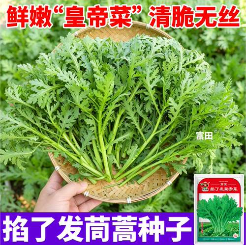 多茬采收掐了发茼蒿种子当季新种分多多三叉茼蒿纤维少蔬菜种子
