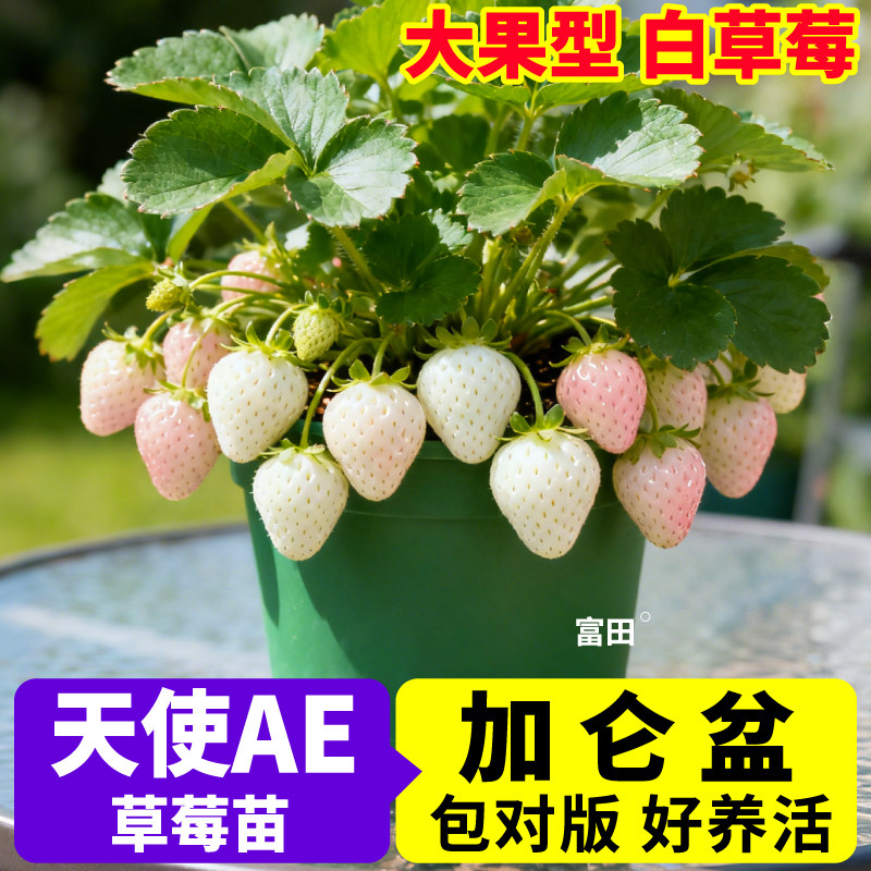 天使AE草莓盆栽苗四季结果香野奶油红颜草莓苗大果型阳台小院