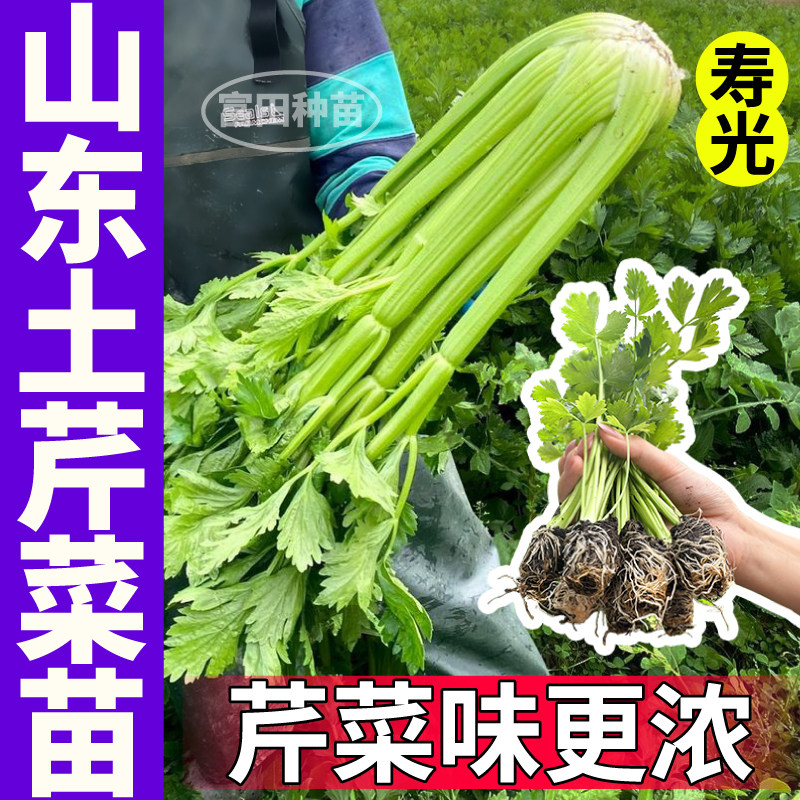 寿光芹菜味更浓山东土芹菜秧苗高产四季小香芹红香芹庭院大田种子