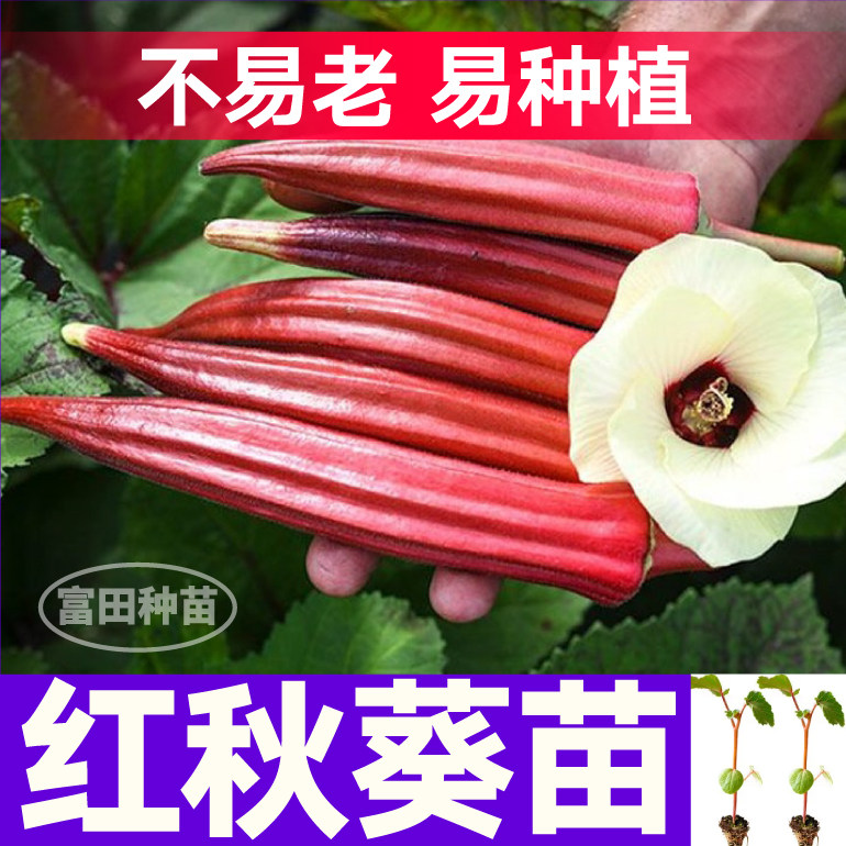山东寿光红秋葵苗秧不易老易种植水果秋葵种籽摘不败四季阳台盆栽