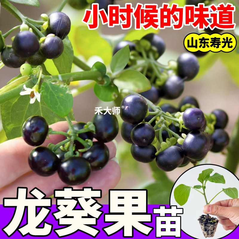 寿光龙葵果苗高产龙葵黑悠悠黑天天烟悠种子童年回忆四季阳台盆栽