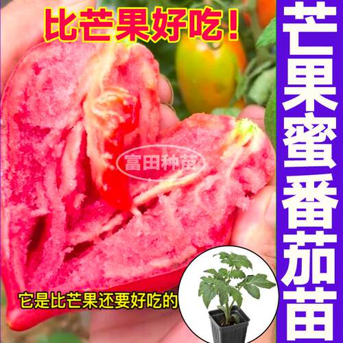 山东寿光红芒果蜜番茄苗秧皮薄多汁牛心果种子黄芒果柿子高产四季