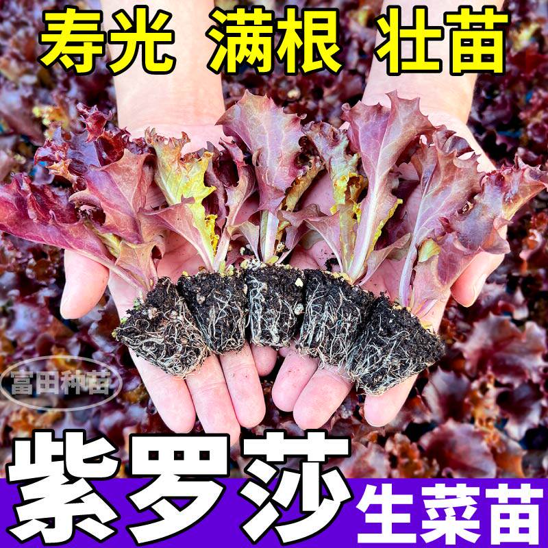 紫罗莎生菜苗秧高产脆嫩穴盘苗意大利奶油大速生菜种子四季阳台