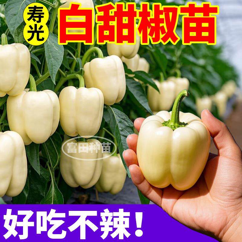 山东寿光白甜椒苗秧苗四季盆栽红黄白紫辣椒苗方椒太空椒种子