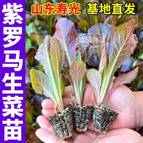 紫罗马生菜苗秧高产带土发货奶油红皱大速各种生菜种子四季阳台