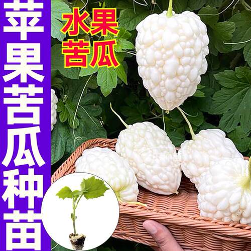 水果苹果苦瓜苗秧白珍珠绿剑苦瓜种子四季盆栽庭院带土球山东寿光