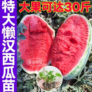 懒汉西瓜秧苗高产量超早熟四季懒人黄皮小凤麒麟西瓜种子水果苗