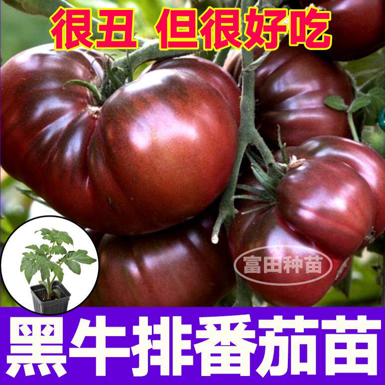 寿光黑牛排番茄苗秧大果黑色丑柿子马蹄西红柿红牛排种籽四季高产