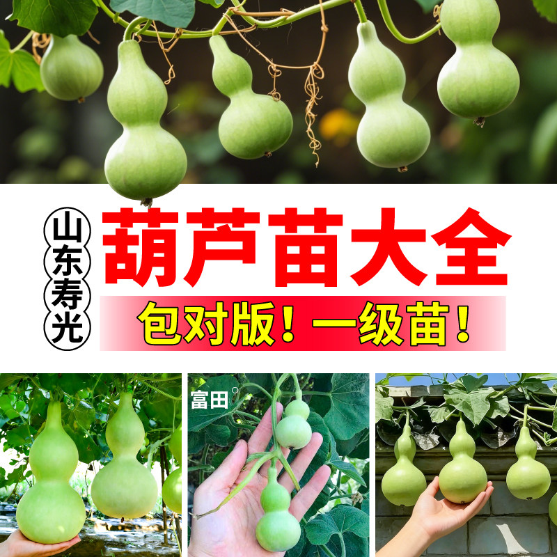 各种葫芦苗秧文玩手捻葫芦小亚腰葫芦种子观赏盆栽阳台带土球四季