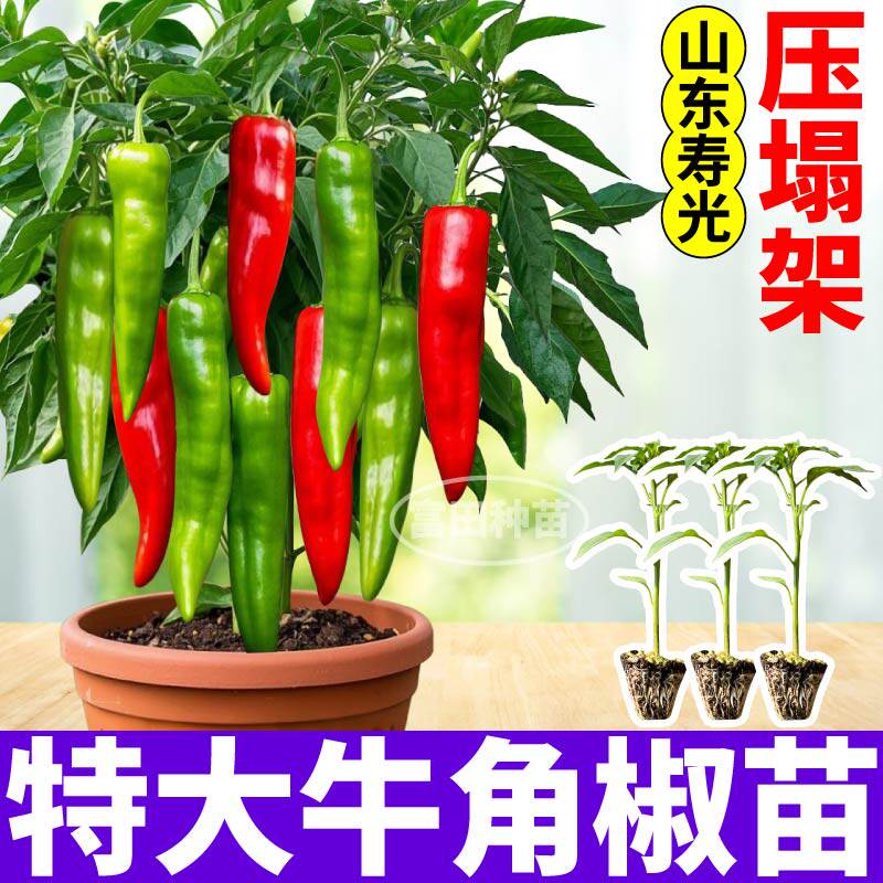 特大牛角辣椒苗带土苗山东寿光阳台盆栽菜园庭院种植蔬菜苗
