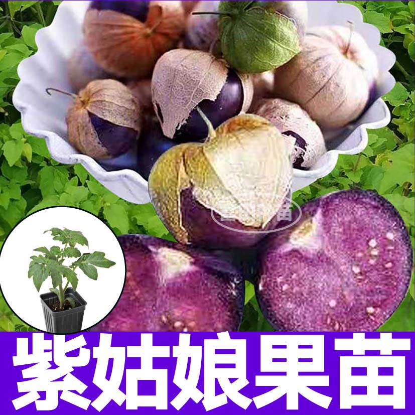 寿光紫姑娘果秧苗金黄姑娘果种子春秋四季大鼻子果蔬菜水果种苗