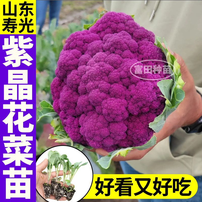 山东寿光紫晶花菜秧苗西兰花松花菜种子紫色菜花四季春秋庭院盆栽