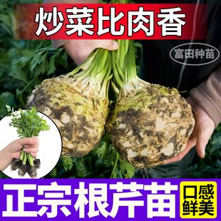 山东寿光正宗根芹秧苗幼苗高产皇后四季小香芹庭院盆栽四季超耐寒