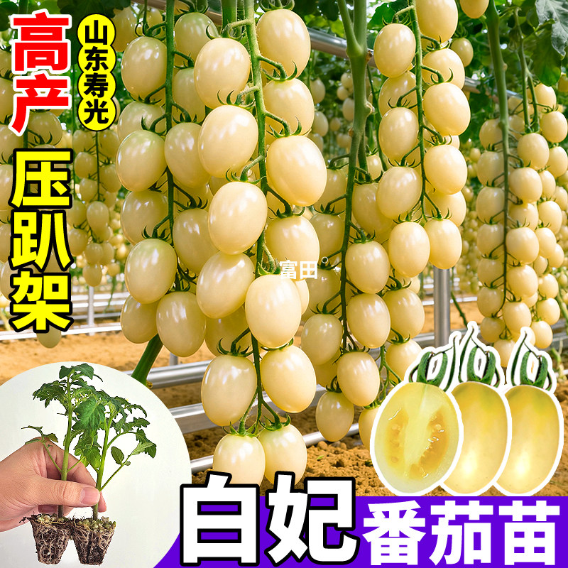 白妃番茄苗秧四季高产白珍珠红黄黑千禧圣女果种子超甜樱桃小番茄