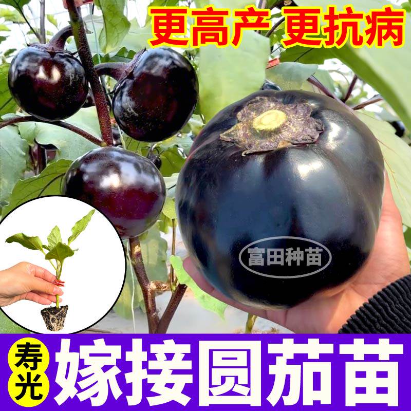 山东寿光嫁接圆茄子苗秧春秋四季大龙长茄幼苗种子高产抗病蔬菜苗
