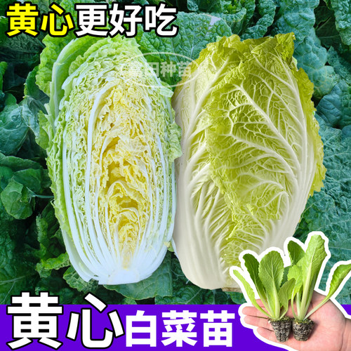 正宗黄心白菜苗秧四季高产早熟黄心大白菜紫色白菜种子庭院盆栽