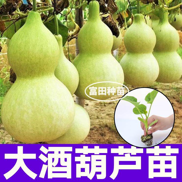 山东寿光大酒葫芦苗秧观赏文玩小亚腰迷你手捻葫芦种子四季小院籽