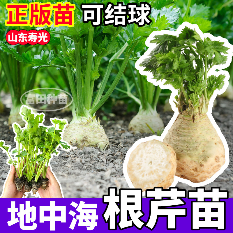 正宗根芹苗秧室内阳台盆栽穴盘苗皇后西芹菜种子耐寒易种植蔬菜