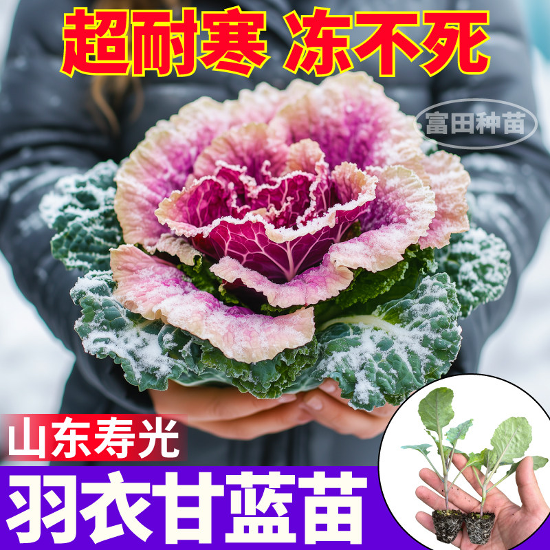 粉羽衣甘蓝苗秧观赏食用耐寒盆栽绿紫白羽衣甘蓝种子四季阳台大田